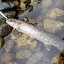 渓流ベイトフィネス初挑戦